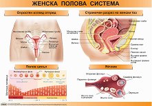 ������ ������ �����: ������ ������ ������� - 