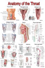 Anatomy of the Throat - 