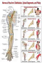 Nerves of the Arm: Distribution, Spinal Segment, and Palsy - 