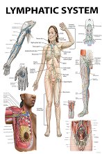 Lymphatic System - 