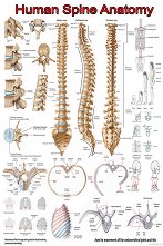 Human Spine Anatomy - 