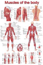 Muscles of the body - 