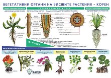 ������ ������ �����: ����������� ������ �� ������� �������� - ����� - 