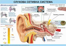 ������ ������ �����: ������� ������� ������� - 