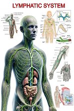 Lymphatic System - 