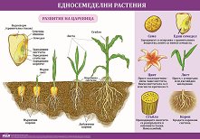 ������ ������ �����: ������������� �������� - 