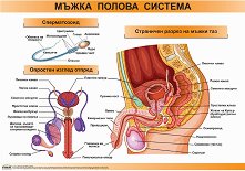 ������ ������ �����: ����� ������ ������� - 