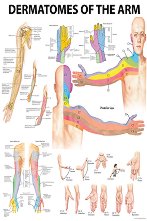 Dermatomes of the Arm - 