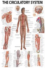 The Human Circulatory System - 