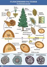 ������ ������ �����: ����������� �������� - ������������ - 