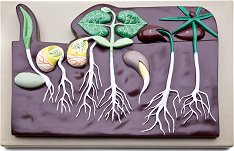 ������� ����� ���������� OPTIKA