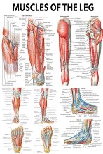 Muscles of the Leg - 