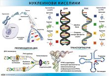 ������ ������ �����: ���������� �������� ���, ��� - 