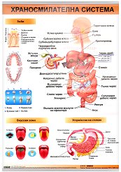 ������ ������ �����: ��������������� ������� - 