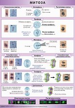 ������ ������ �����: ��������� �����. ������ - 