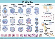 ������ ������ �����: ������ - 