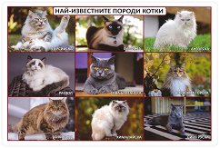 ���������� ���� ������ �����: ���-���������� ������ ����� - 