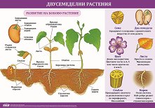 ������ ������ �����: ������������ �������� - 