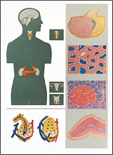 ������ ������ �����: ���������� ������� - 