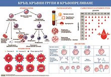 ������ ������ �����: ����, ������ ����� � �������������� - 