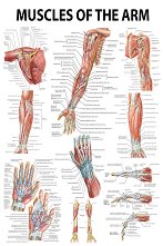 Muscles of the Arm - 