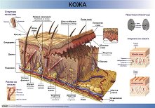 ������ ������ �����: ���� - 