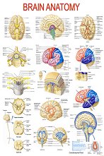 Brain Anatomy - 