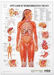 ������ ������ ������� �����: ������ � ��������� ���� - 