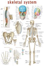 Skeletal System - 