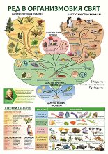 ������ ������ �����: ��� � ������������ ���� - 