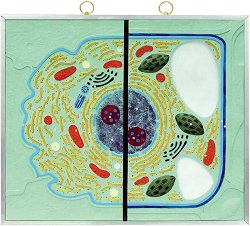 ������ ����� �� ���������� � ���������� ������