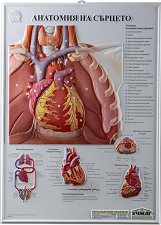 ������ ������ ������� �����: �������� �� ������� - 