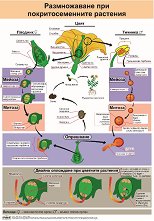 ������ ������ �����: ������������ ��� �������������� �������� - 