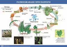 ������ �����: ������������ ��� ������� - 