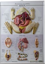 ������ ������ ������� �����: ���� - 