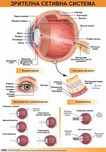 ������ ������ �����: �������� ������� ������� - 